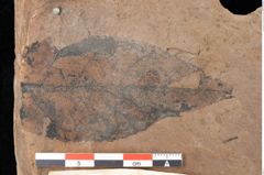 Foto (Detailsansicht) von Quercus palaeoilex Ettingshausen (NHMW-GEO-2024-0188-0871)